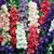 Seeds Magnif Larkspur Mixed Colour Flowers Indian Seeds for Home Garden - Pack of 50 Seeds