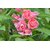 Seeds Balsam Multi-colour Flowers All Need Seeds  For Home Garden - Pack of 30 Seeds