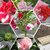 Seeds Balsam Multi Colour Flowers *Brother of ROSE* High Germination Seeds - Pack of 30 Seeds