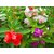 Seeds Balsam Mixed Colours Flowers Double Quality Seeds For Home Garden - Pack of 30 Seeds