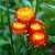 R-DRoz Helichrysum Mixed Colour Flowers- Hybrid Exotic Seeds  For Home Garden - Pack of 35 Seeds