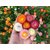 Seeds R-DRoz Helichrysum Mixed Colour Flowers- Supers Seeds For Home Garden - Pack of 35 Seeds