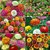 Seeds Zinnia Flowers - 10x Quality Seeds For Home Garden - Pack of 30 High Germination Seeds