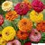 Zinnia Mixed Colour Flowers - Hybrid Flowers Seeds - Pack of 30 High Germination Seeds