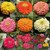 Seeds Zinnia Voilacea Mixed Colour Flowers - Seeds for Home Garden - Pack of 30 High Germination Seeds