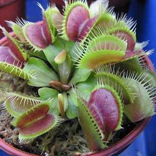buy fly trap