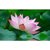 Airex Lotus Flower Seeds( Pack Of 10 Seeds Per Packet)