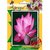 Airex Lotus Flower Seeds( Pack Of 10 Seeds Per Packet)