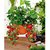 Airex Strawberry Fruit Seeds (Pack Of 20 Seeds Per Packet)