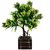 carmer 3 head bonsai plant