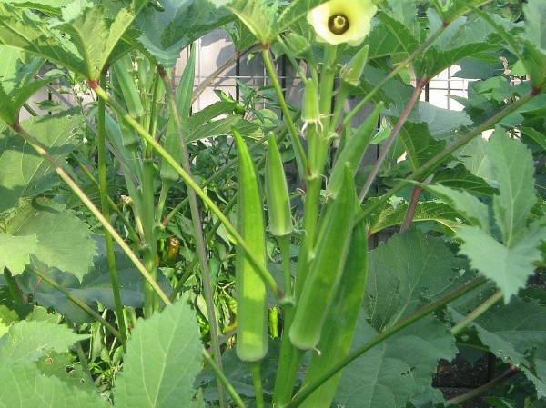 Buy Okra Seeds, Lady Finger, Bhindi Vegetable Seeds, Non-Hybrid Bhindi ...