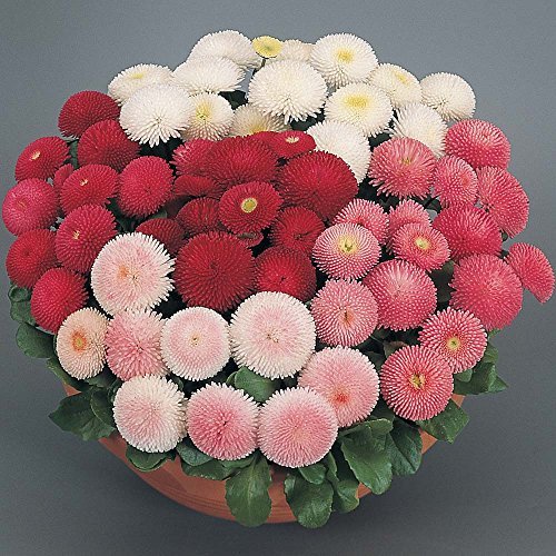 Flower Seeds Daisy Pomponent Mixed Flower Seeds Hybrid Flower Seeds Of Summer Garden Home Garden Seeds Eco Pack Plant Seeds By Creative Farmer