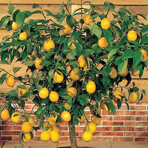 Buy Puspita Nursery Seedless Lemon Grafted Rasaali Variety Live Plant