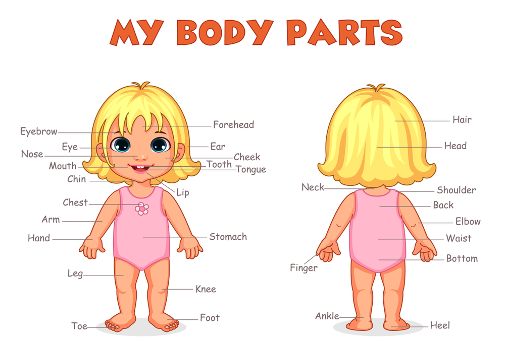 Buy my body parts Alphabets and numbers wall sticker paper poster ...