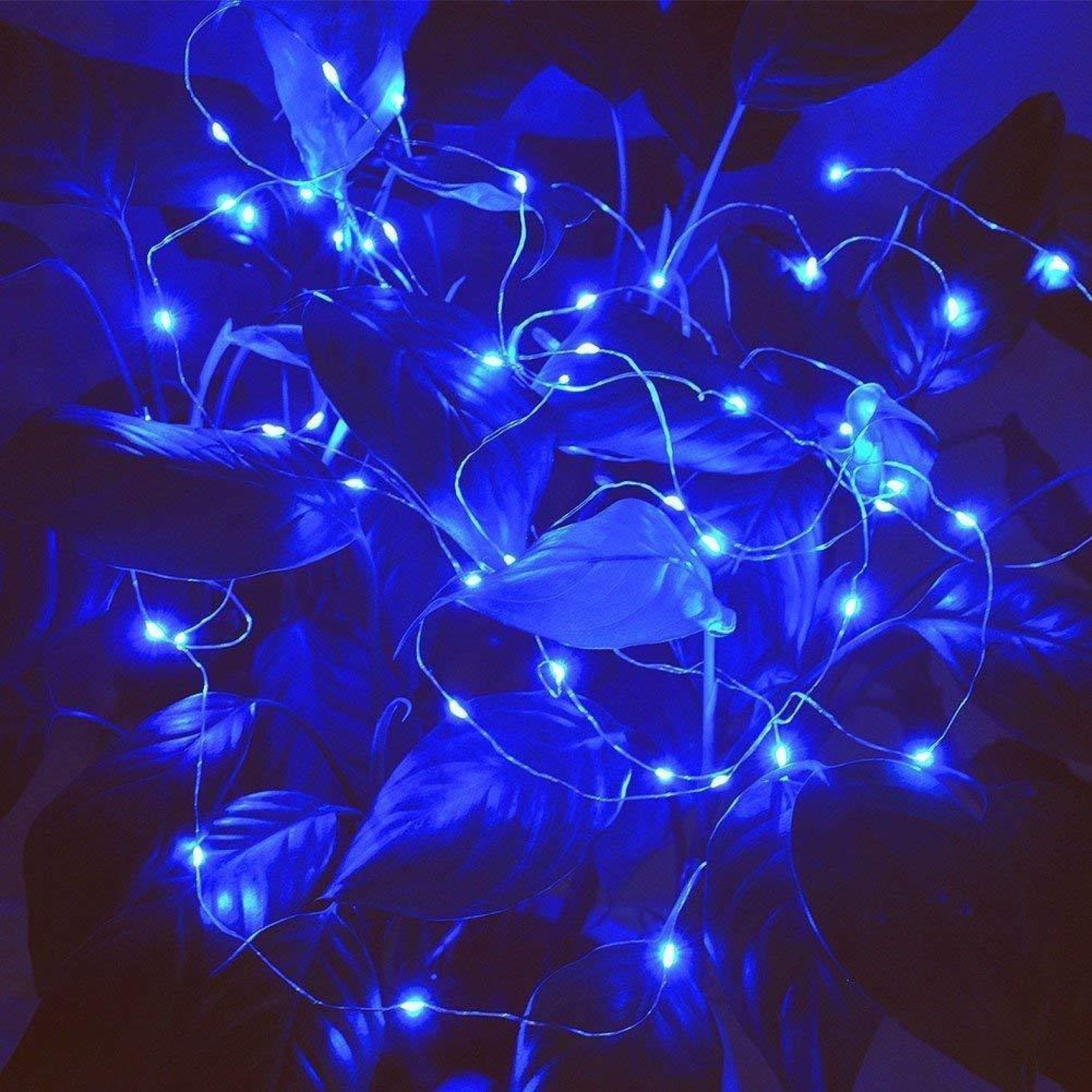 Buy Zeeko Navy Blue Plastic Rice Lights for Christmas Approx 5 mtr Pack ...