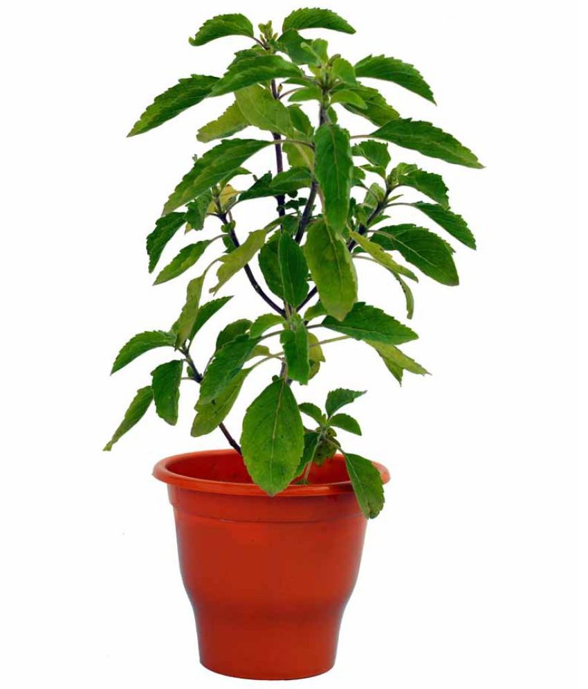 Buy Plant House Live Rama Tulsi Plant With Pot Online ₹239 From