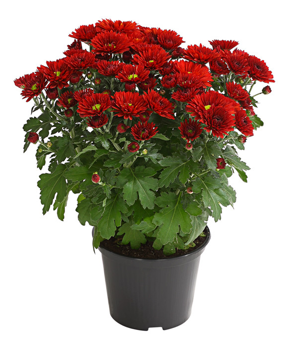 Buy Pack Of 1 Chrysanthemum Plant ( AGrade Red Flowers Plant ) Online