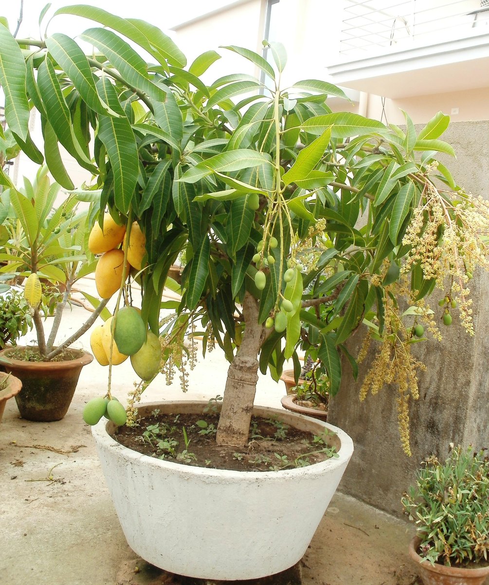 Buy Plant House Live Dasheri Mango/Aam 2 Year2 Old Bonsai With Bonsai