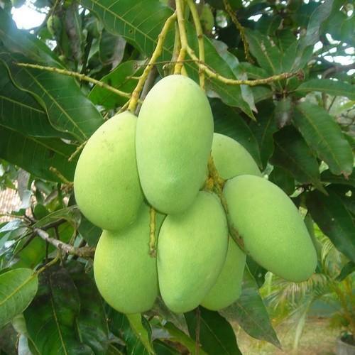 Buy Plant House Live Chaunsa Mango/Aam Dwarf Grafted Fruit Plant Online ...