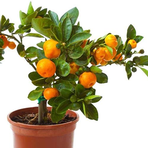 Buy Orange Fruit Live Plant ( Narangi Plant, Citrus , sinensis plant ...