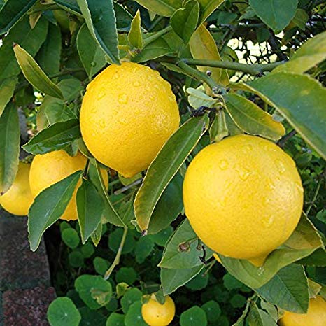 Buy Plant House LiveSharbati Nimbu/Lemon Juicy Fruit Plant With Pot ...