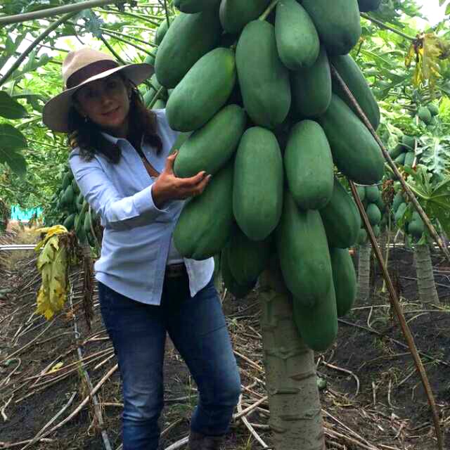 Buy BIG SIZE Dwarf/ bonsai/ VARIETYCarica Papaya seeds rare sweet flesh