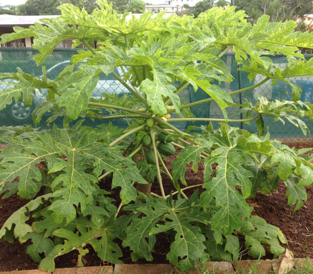 Buy Dwarf Bonsai Papaya Wood Black Seed 20 Online Get 47 Off 7150