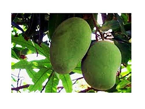 Buy Pack of 1 Plastic Plant House Amrapali Mango/Aam Fruit With Pot ...