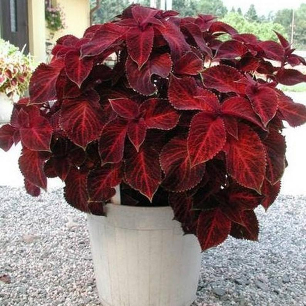 Buy Plant House Live Red Coleus Plant With Pot - Decorative Plant