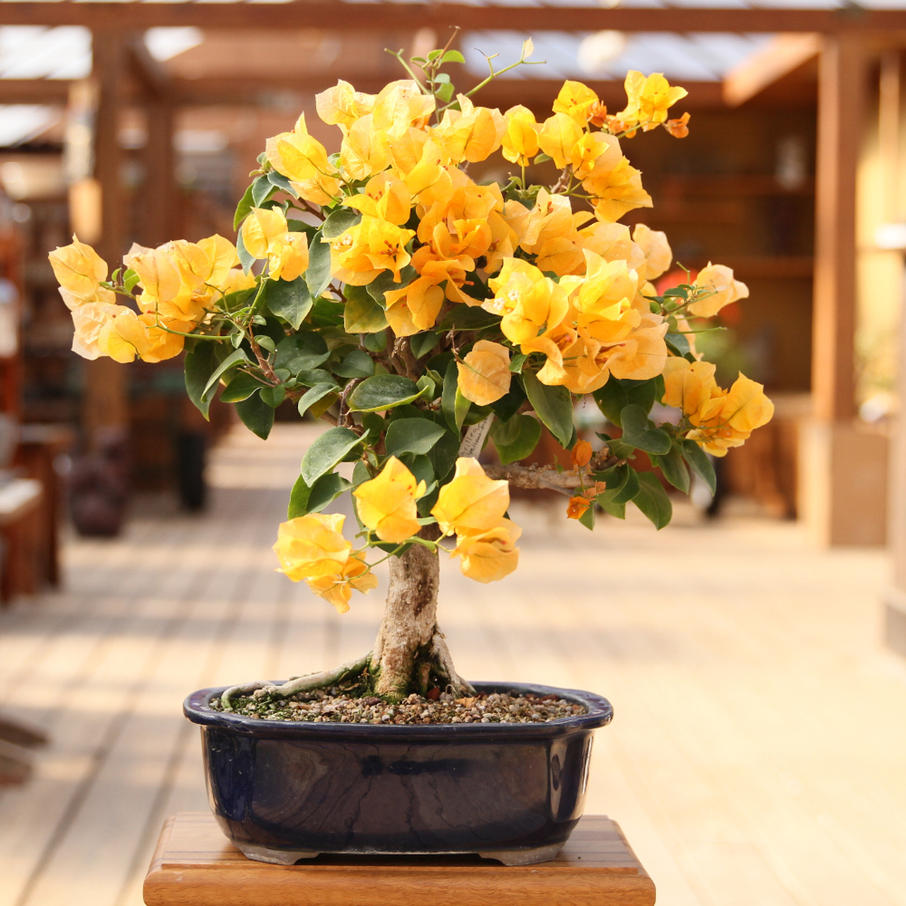 Buy Plant House Live Yellow Bougainvillea Bonsai Plant With Plastic