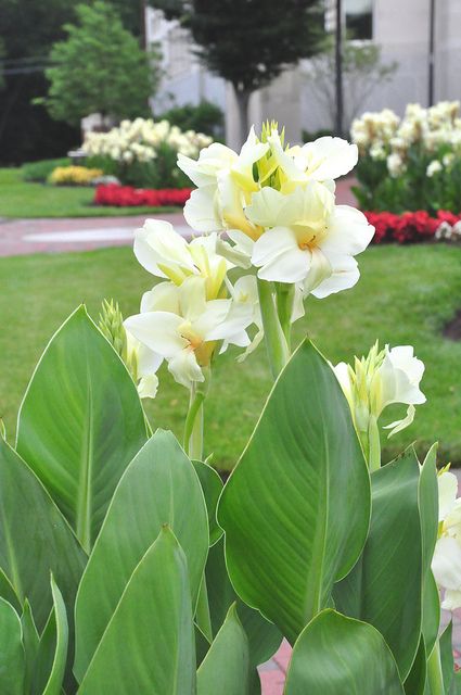 live canna plants for sale