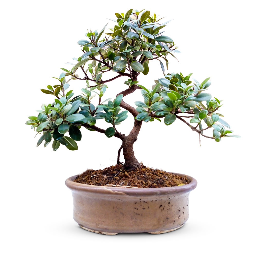 Ficus religiosa бонсай