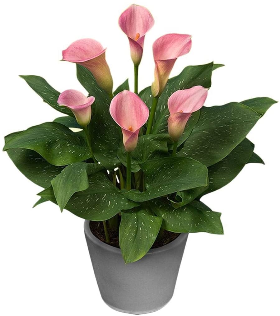 Buy Plant House Plastic Live Pink Peace Lily Plant With Pot- Decorative ...