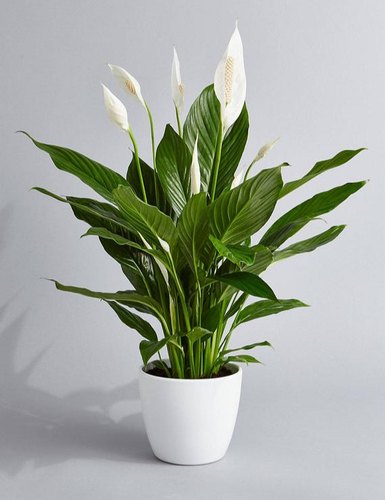 Buy Plant House Live White Peace Lily Plant With Pot - Decorative Plant ...