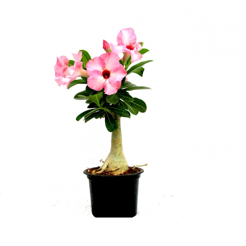 Buy Bonsai Adenium Live Plant with Pot Online @ ₹349 from ShopClues