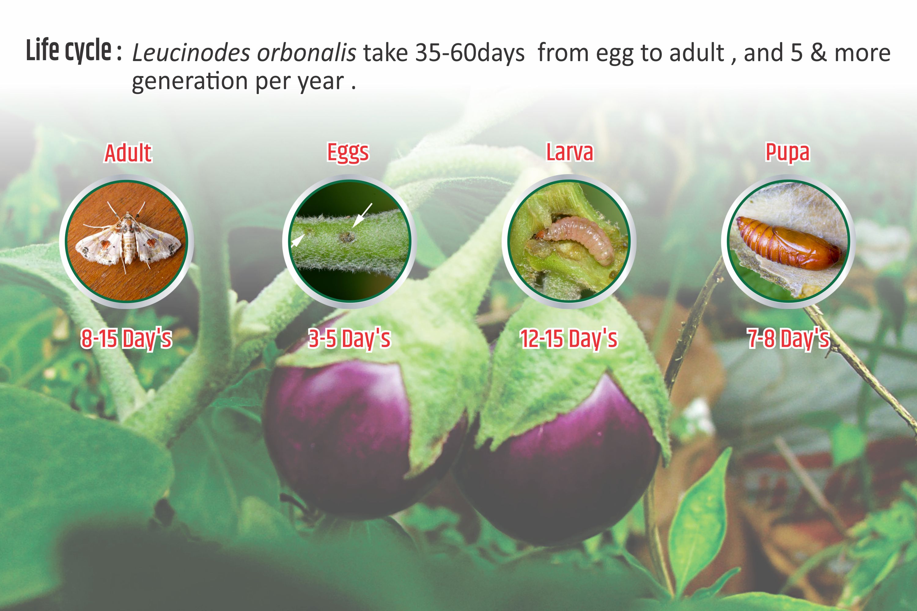 Buy Funnel Pheromone Trap with Brinjal Pheromone Lure (Leucinodes