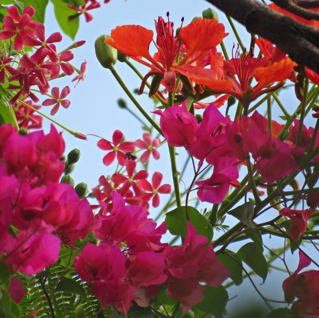 Buy Gulmohar Flower Seeds 10 Seeds Pack Online Get 75 Off