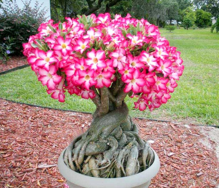 Buy Plant House Live Adenium Bonsai 5 Years Old Plant, Desert Rose ...