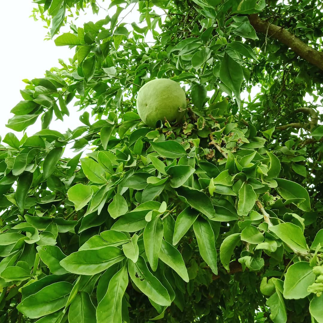 buy-bel-patra-aegle-marmelos-30-seeds-online-199-from-shopclues