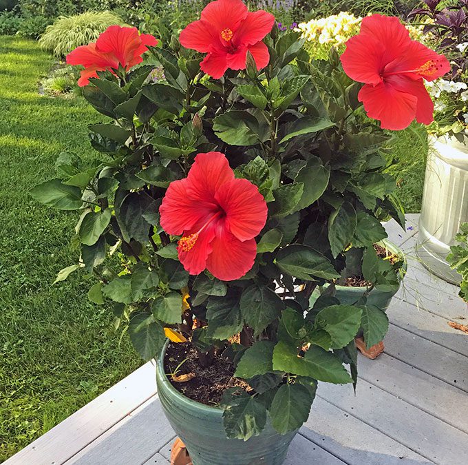 Buy Rich Shine Hibiscus Flower Live Plant Online ₹199 from ShopClues