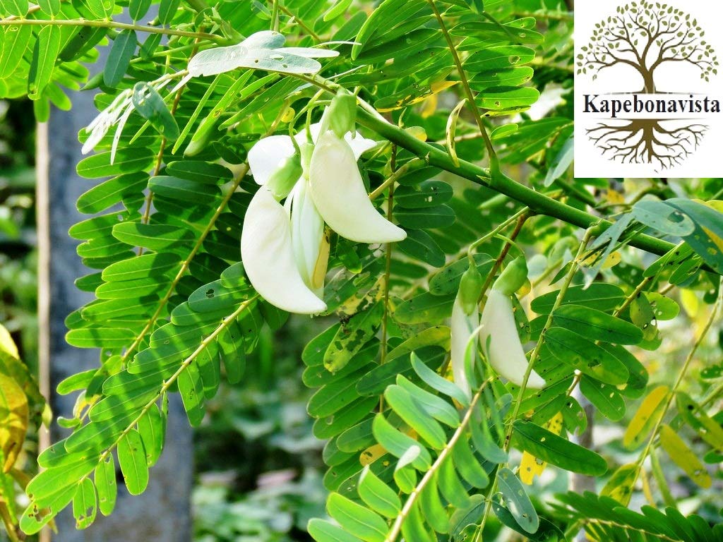 Buy Kapebonavista agasti sapling plant, (sesbania grandiflora) Online ...