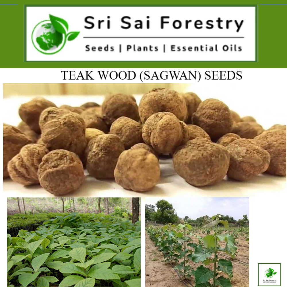 Buy SRI SAI FORESTRY Teak Wood (800 Seeds),Tectona Grandis, Sagwan Tree