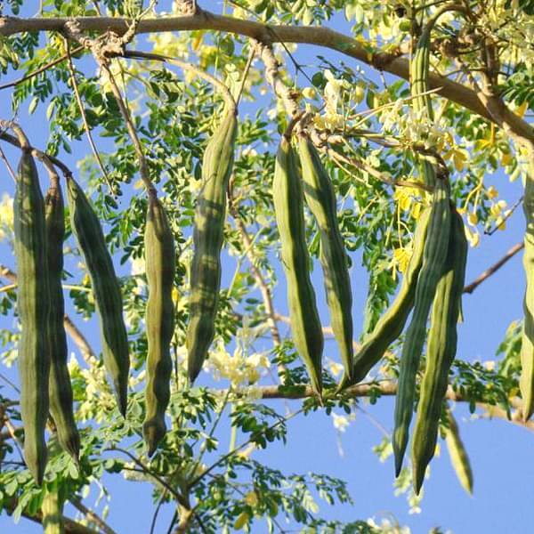 Buy Plant House Live Sahjan, Moringa oleifera, Drumstick tree, Horseradish tree Herbal Plant