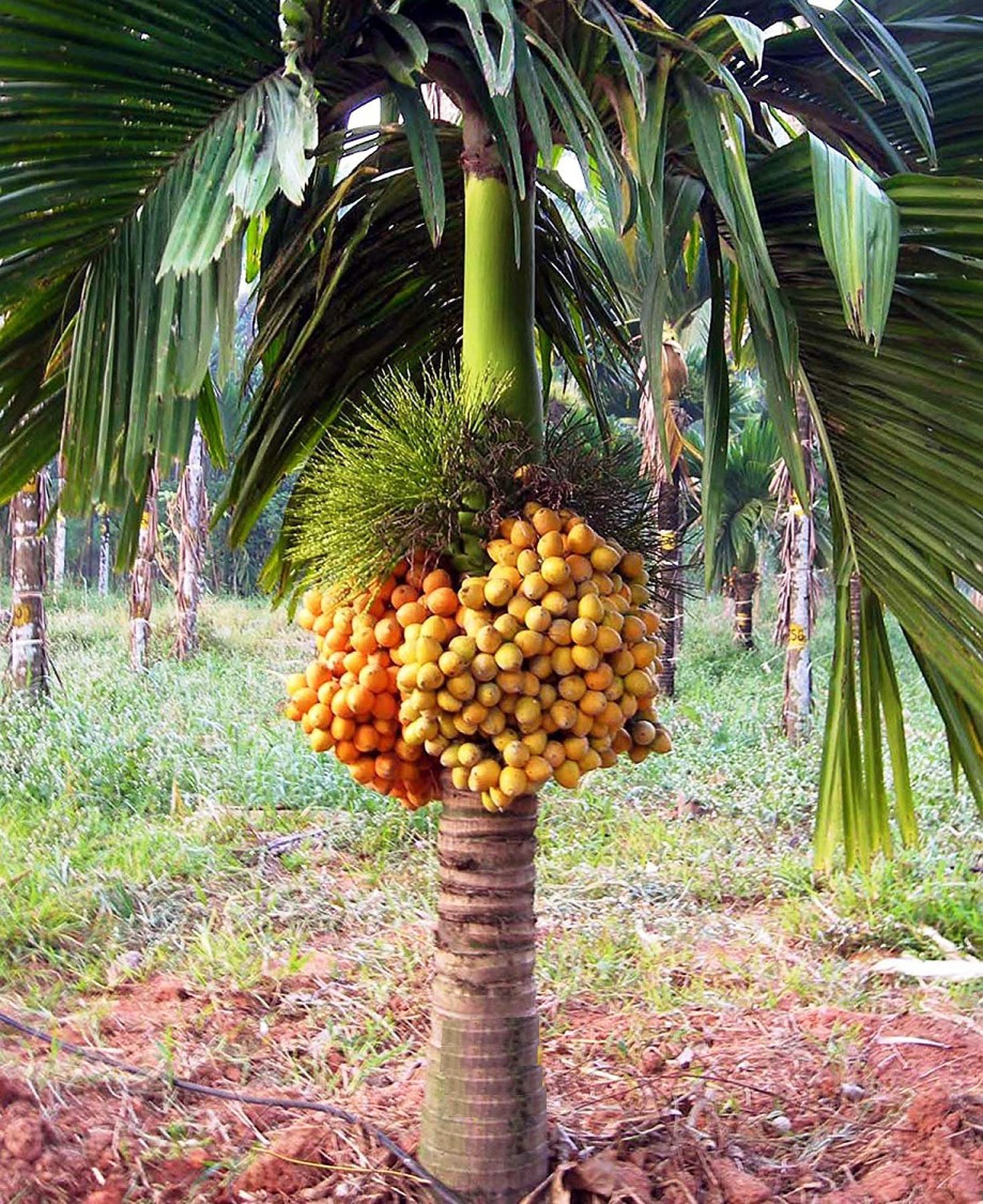 Buy Plant House Live Hybrid Dwarf Rare Arecanut, Areca nut, Betel nut ...