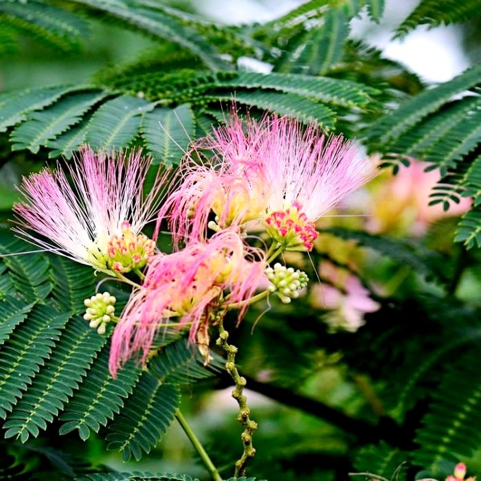 Buy Plant house Live Siris, Albizia julibrissin, Persian silk tree Pink ...