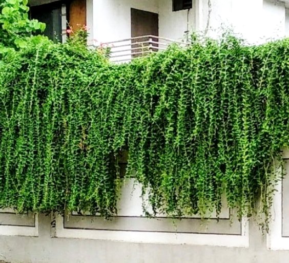 Buy Plant House Live Parda bel, Curtain creeper, Vernonia creeper Best