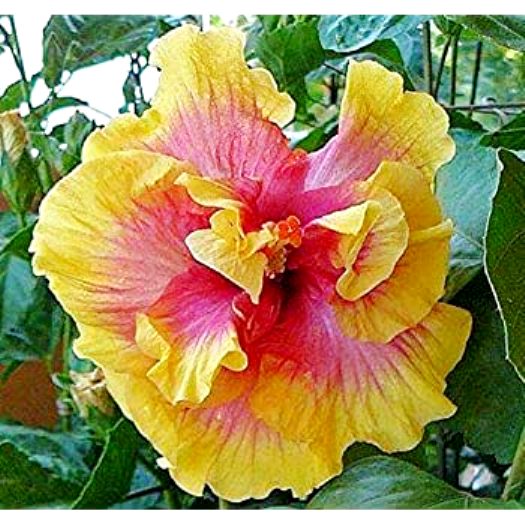 Buy Plant House Live Hybrid Rare Gudhal, Hibiscus Multicolor Double