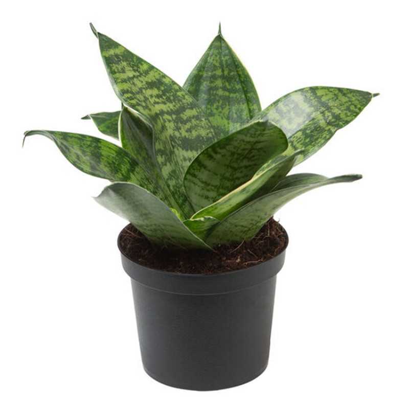 Buy Air Purifying Snake Plant Online Get 61 Off