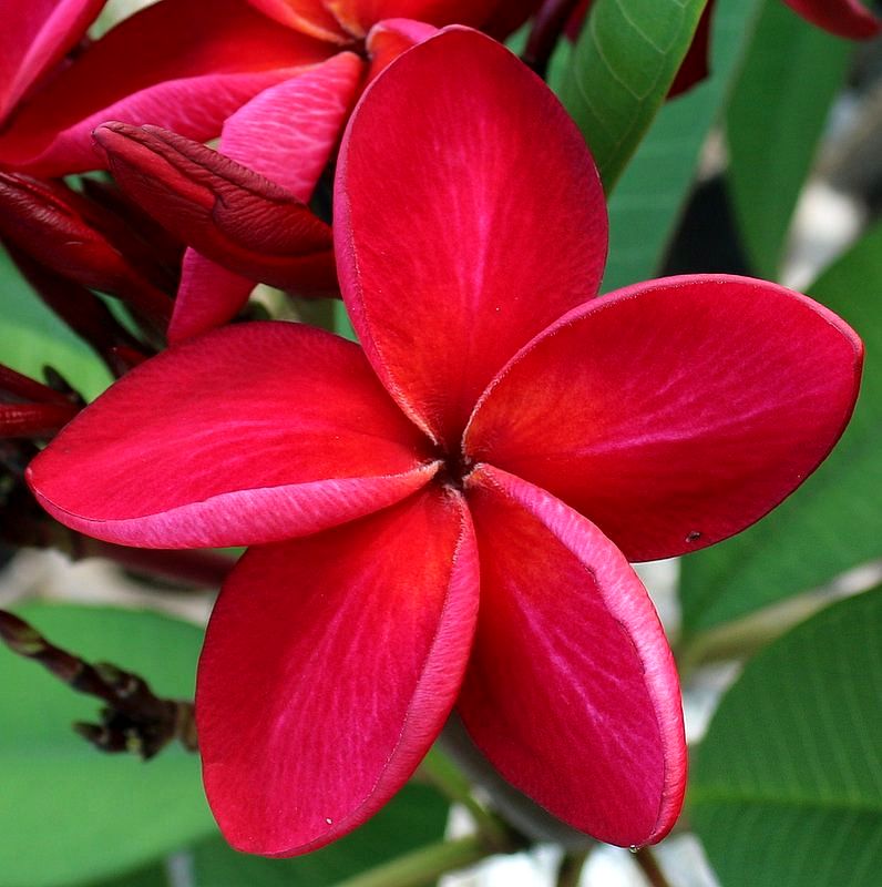 Buy INFINITE GREEN Live Red Champa, Plumeria, Frangipani Fast-growing ...