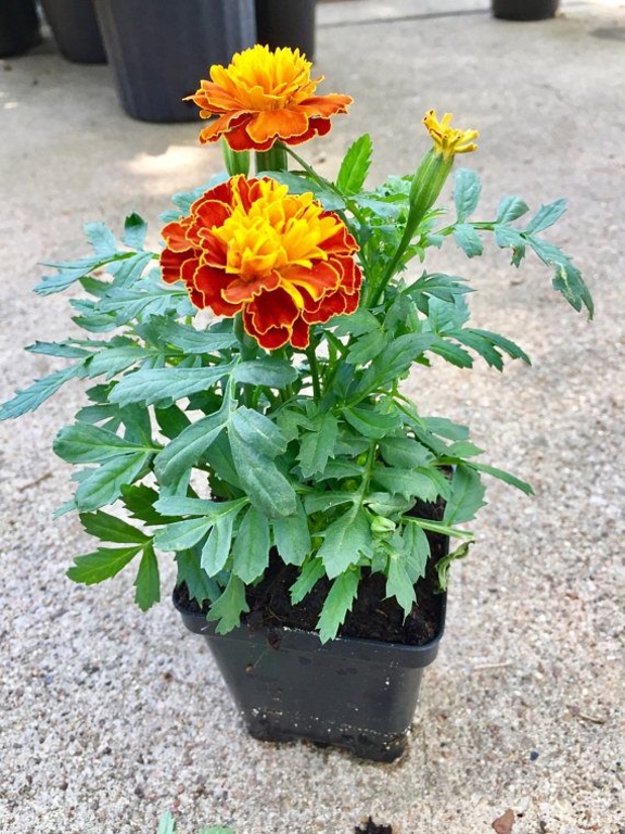 Buy VAMSHA NATURE CARE Meriglod Plant, Genda Plant , Flower Plant